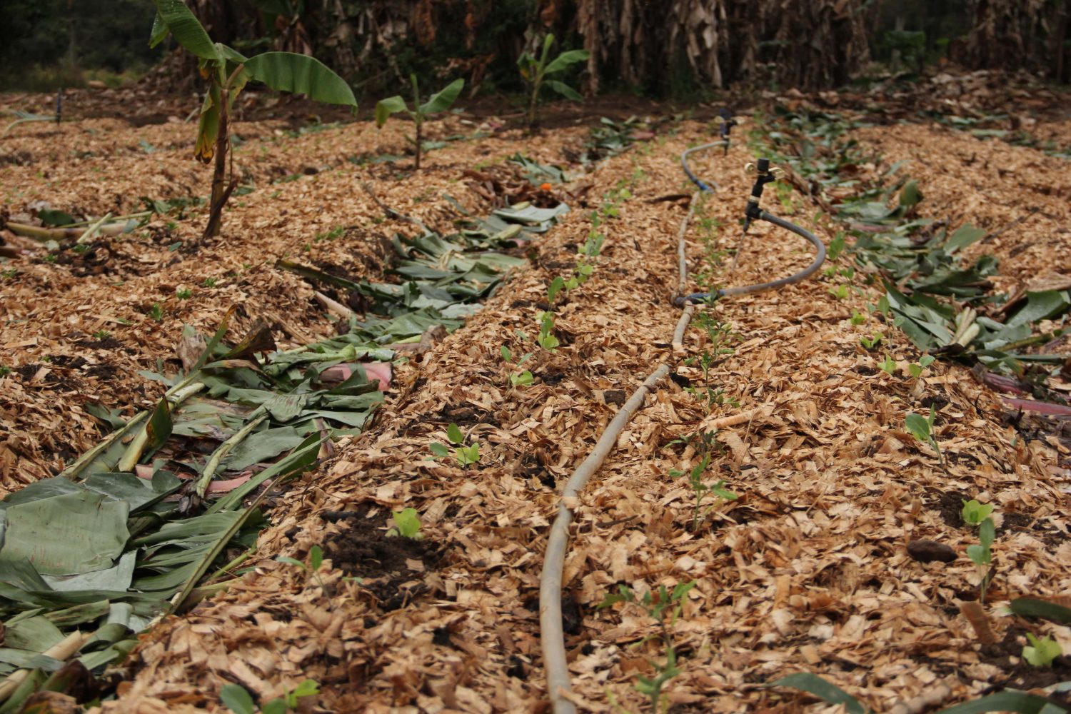 Defina O Que São Sistemas Agrícolas Alternativos De Exemplos