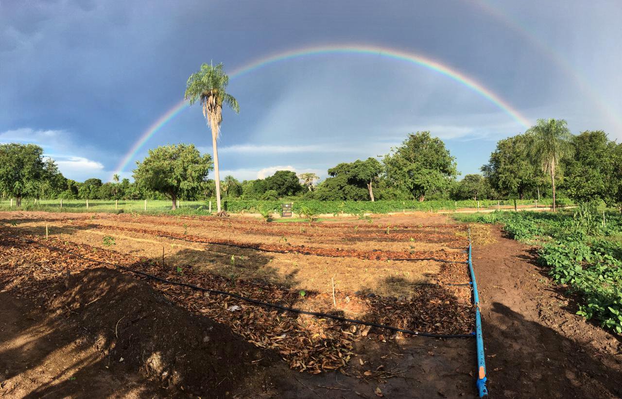 Agrofloresta no Pantanal