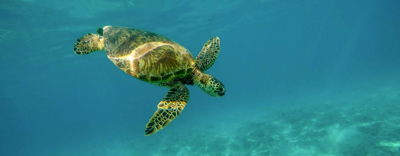 Beautiful closeup shot of a large turtle swimming underwater in the ocean