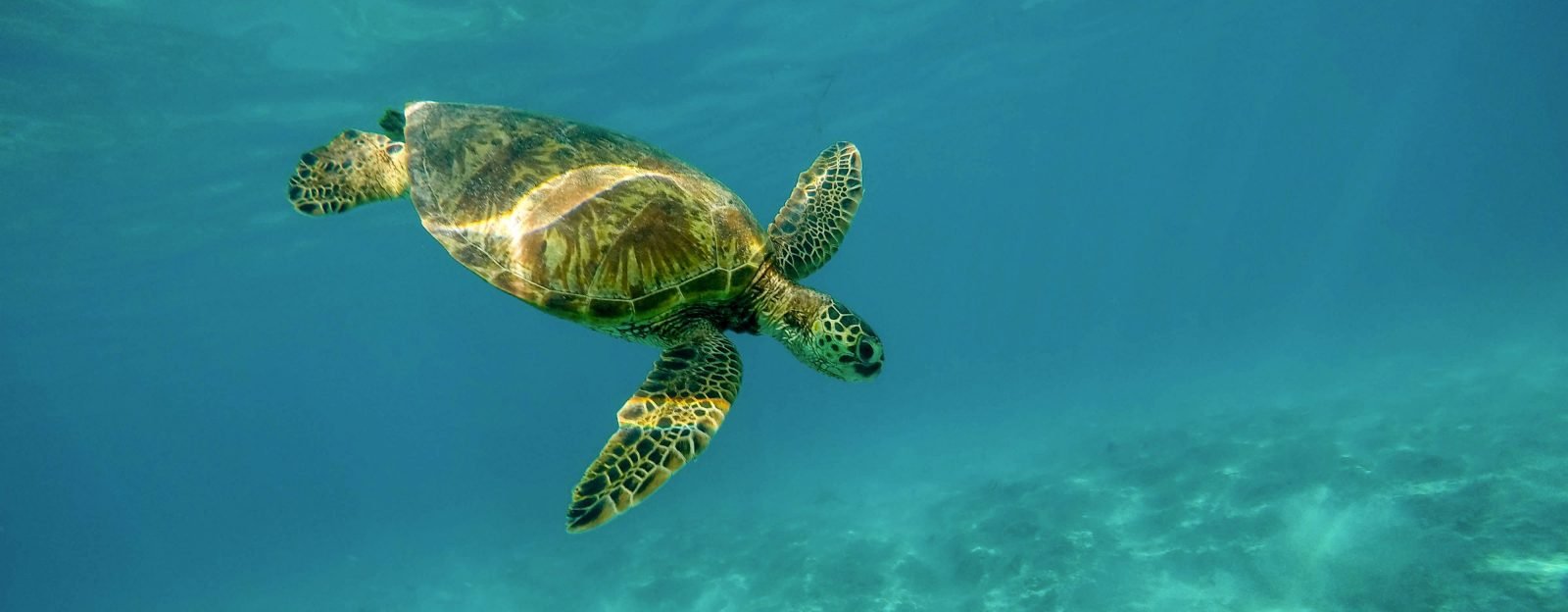 A beautiful closeup shot of a large turtle swimming underwater in the ocean