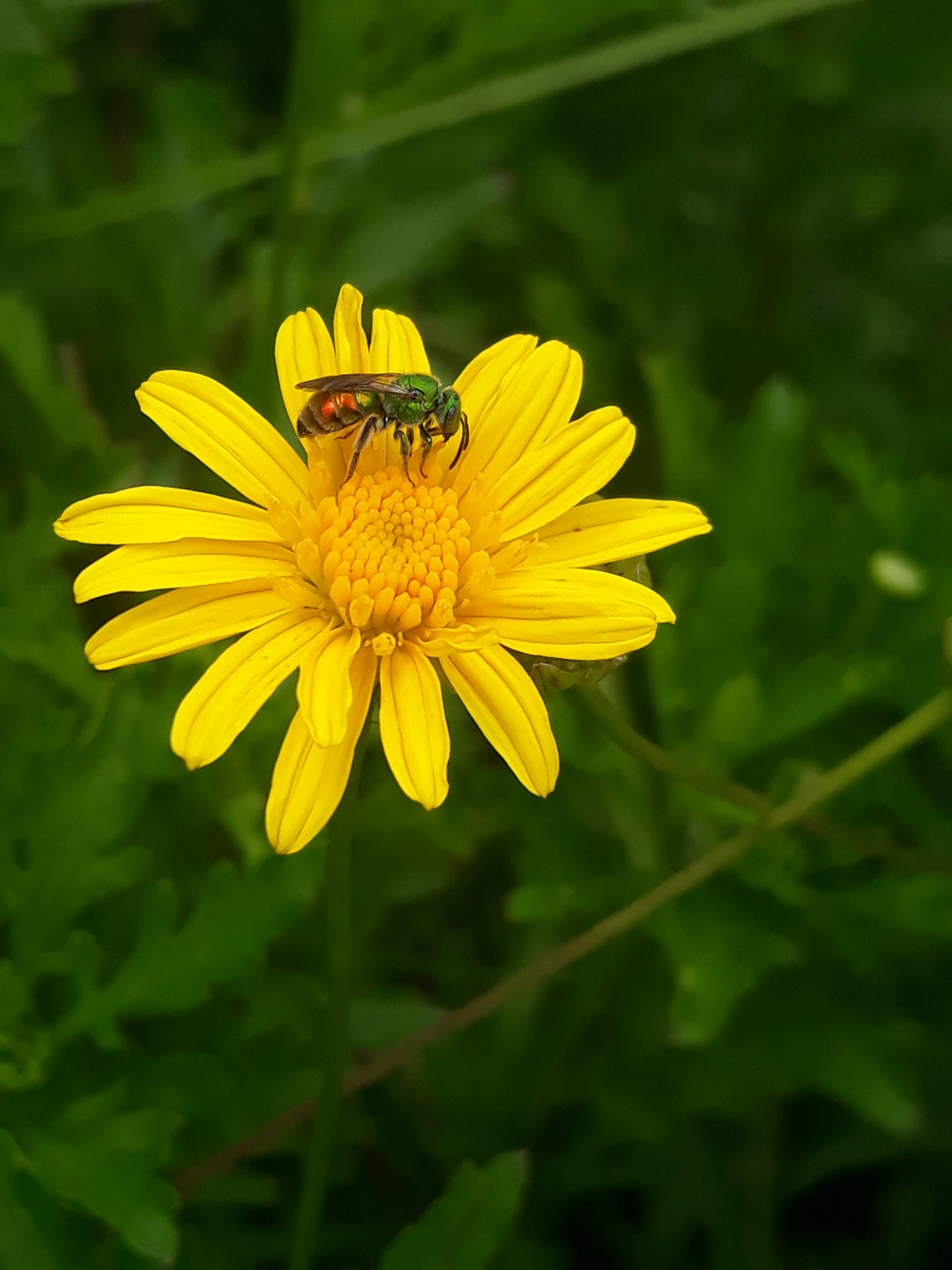 Dia Nacional da Abelha: veja a importância da data