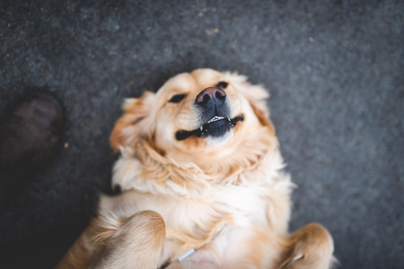 Como escovar dente de cachorro: 3 dicas infalíveis!
