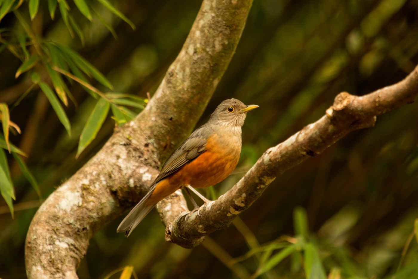 Sabiá Laranjeira: Saiba mais no Guia de Bichos