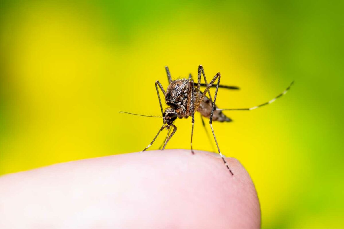 Mosquito da dengue