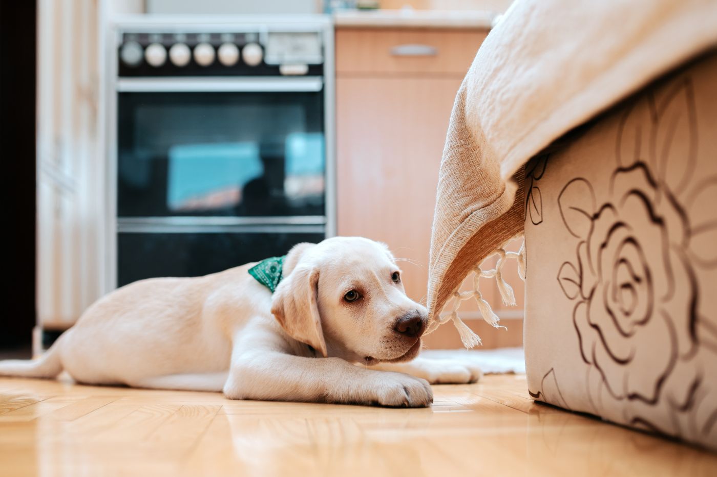 Produtos de limpeza e pets: cuidados importantes em casa